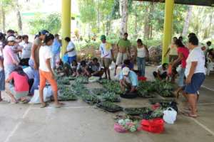 Distributing seedlings