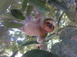 A sloth, a local forest inhabitant