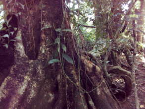 Forest protected next to Tortuguero Natl Park