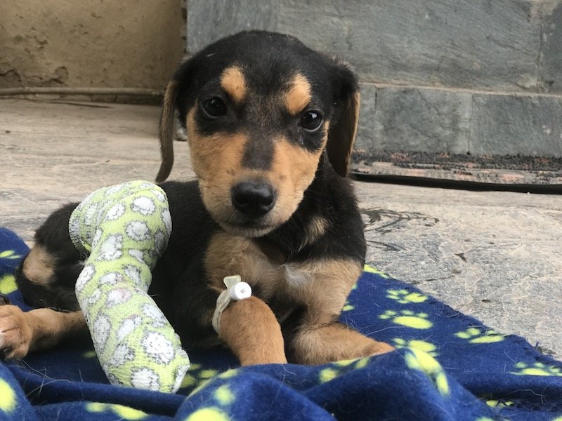 Treat 100 injured Indian street dogs