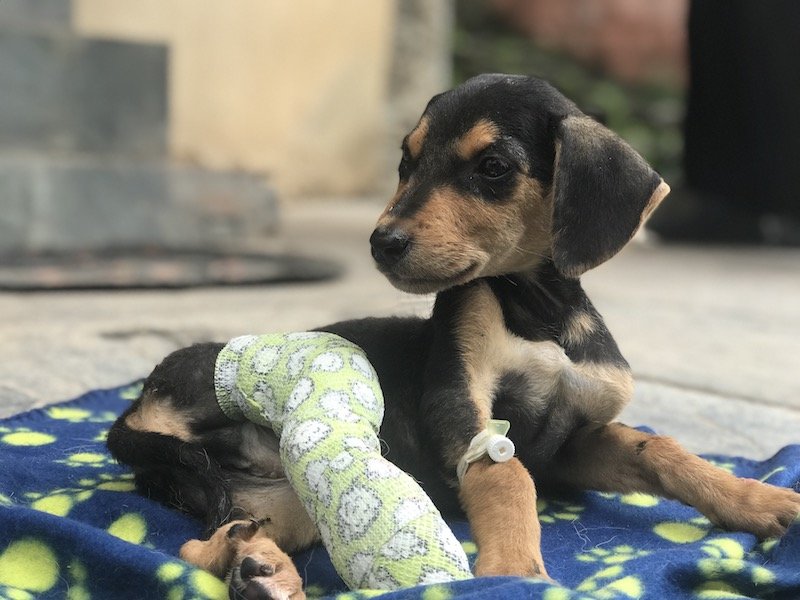 Treat 100 injured Indian street dogs