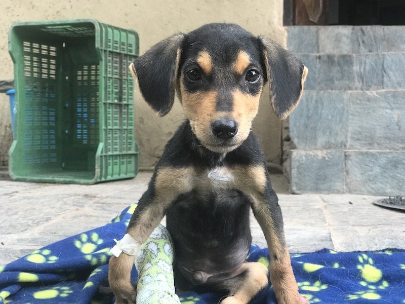 Treat 100 injured Indian street dogs