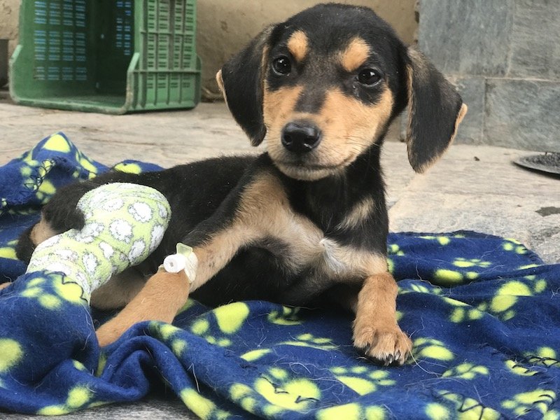 Treat 100 injured Indian street dogs