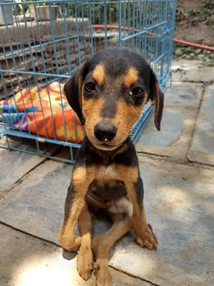 Treat 100 injured Indian street dogs