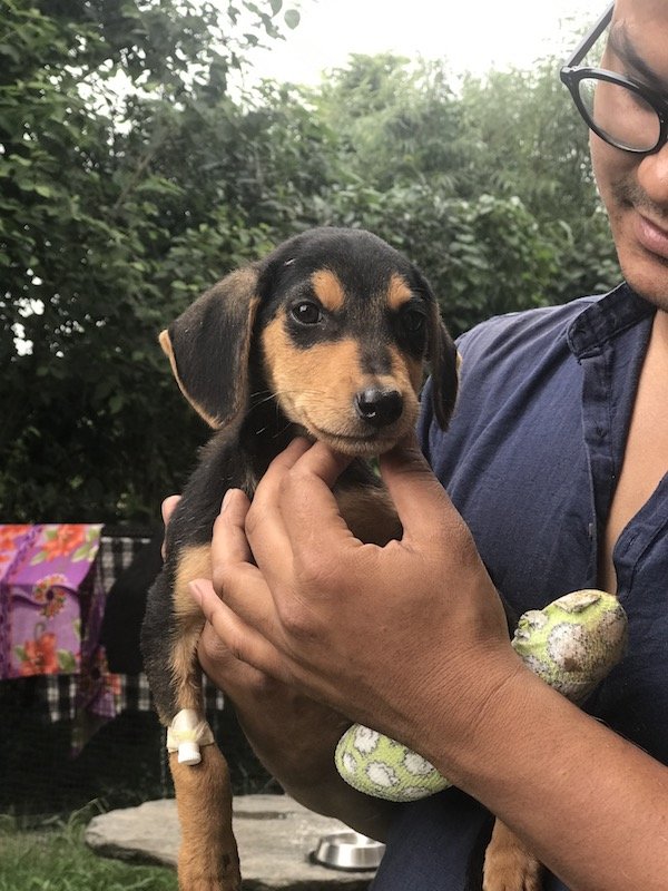 Treat 100 injured Indian street dogs