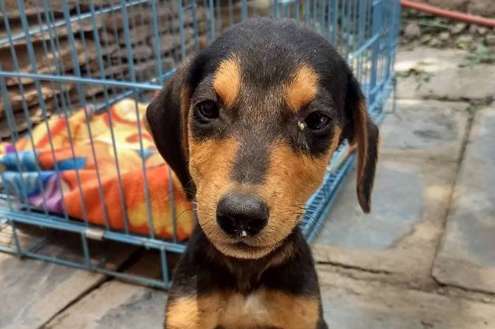 Treat 100 injured Indian street dogs