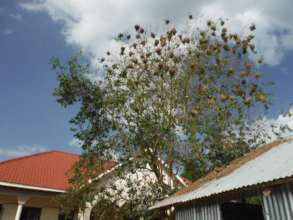 Weaver bird nests at Kingsland