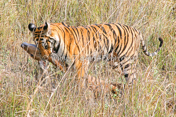 Young Tiger with a Deer Kill
