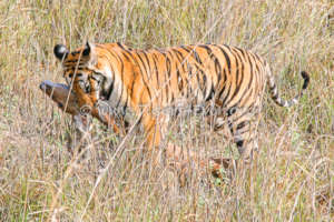 Young Tiger with a Deer Kill