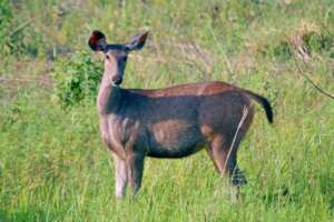 Sambar Deer - Preferred prey for Tigers