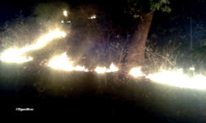 Forest Fires in Bandhavgarh