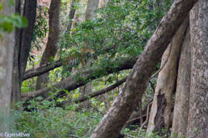 Tiger cub playing in a tree