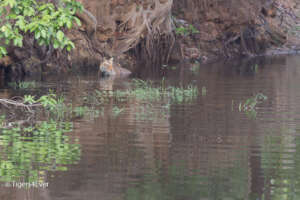 Young Tiger Cub in Tigers4Ever Waterhole