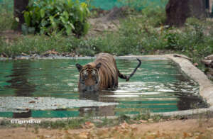 One of Arharia's Cubs in a Tigers4Ever Waterhole