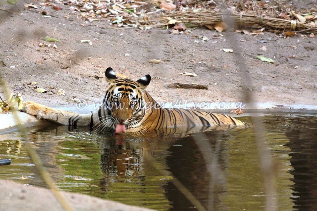 Tigers like to sit in waterholes in the dry season