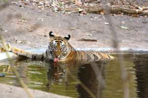 Tigers like to sit in waterholes in the dry season