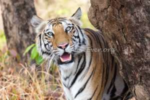Tigers like this survive because of our waterhole
