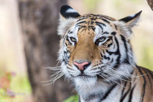 Tiger Cub Looking Happy Near Tigers4Ever Waterhole