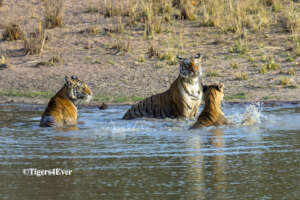 A tigress with cubs in a Tigers4Ever Waterhole