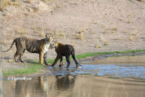 Cub greets mum at Tigers4Ever Waterhole