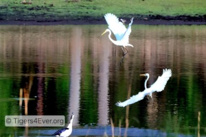 Water is Vital For Birds and Other Animals Too