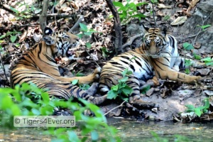 Tiger Cubs Resting Beside a Vital Waterhole