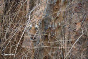 Aggressive Tiger keeps watch