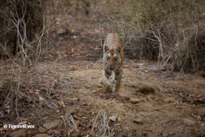 Aggressive Tigress preparing to charge