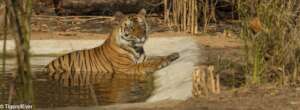 The Arharia Tiger in a Tigers4Ever Waterhole