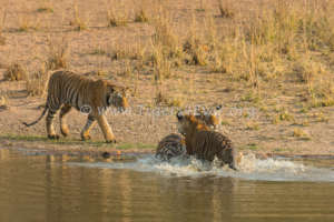 Tigress & 2 cubs playing in Tigers4Ever Waterhole