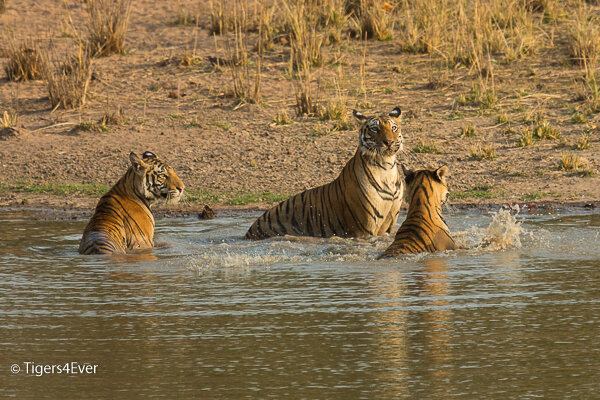 Tigress and Cubs in a Tigers4Ever Waterhole