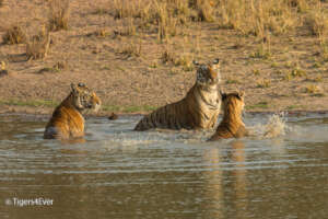 Tigress and Cubs in a Tigers4Ever Waterhole