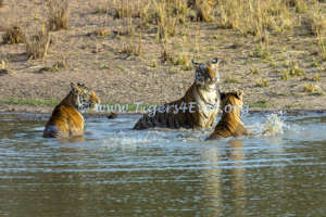 Tigress & Cubs in Tigers4Ever Waterhole