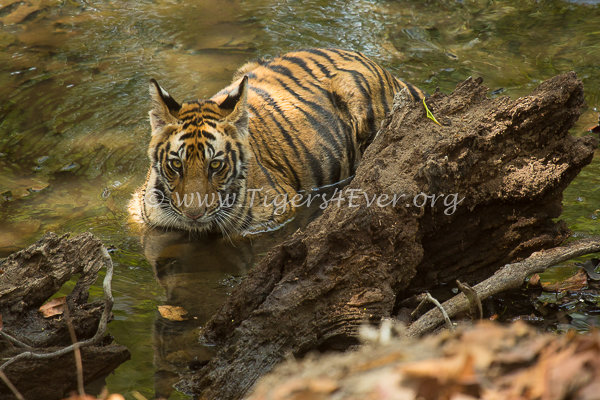 Tiger cub in Tigers4Ever Waterhole