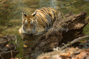 Tiger cub in Tigers4Ever Waterhole