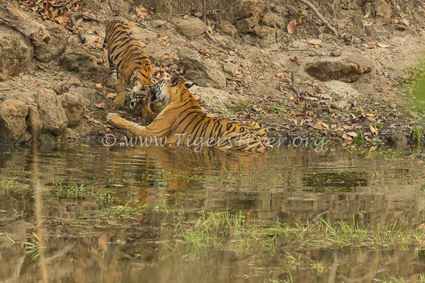 Reports on Saving Bandhavgarh's Wild Tigers from Poachers - GlobalGiving