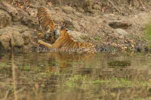 Affectionate moment between Tigress & her cub