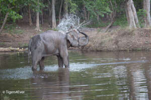 Wild Elephants Like Waterholes too