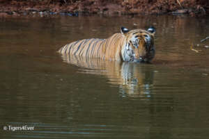 Chota Bheem enjoying a wildlife waterhole