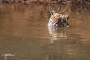 Wild Tigers are Good Swimmers too