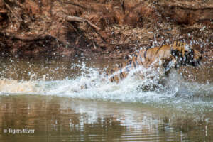 Tigers Chase Prey and Each Other in Waterholes Too