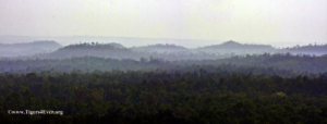 Early morning mists lifting over Bandhavgarh