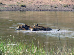 Wild Tigers need Tigers4Ever Waterholes like this