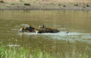 Tigress & Cubs Swimming In Tigers4Ever Waterhole