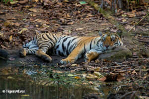 Tiger at Seasonal Pond in Panpatha Buffer