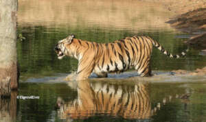 Buffer Zone Tigresses need water too