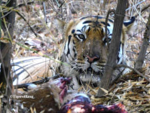 Tiger with face blackened by smoke from the fires