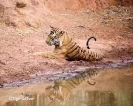 Wild Tigers like to relax by Water