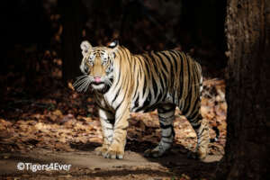 A Young Tiger Suddenly Appears From the Shadows
