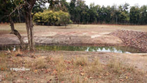 Tigers at Tigers4Ever funded new large Waterhole